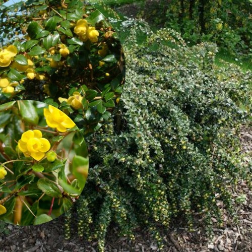 Berberis verruculosa - Naastuline kukerpuu C2/2L